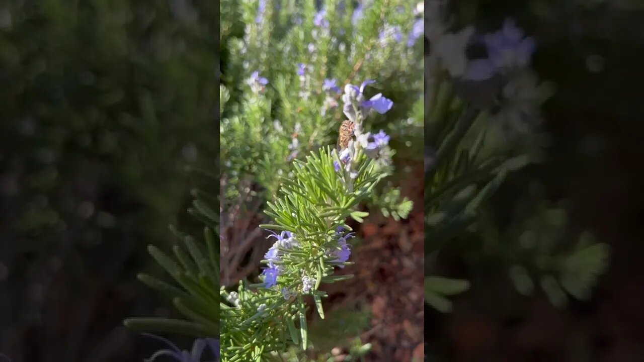 Bee on Rosemary: Honeybees on Rosemary Flowers, Honey Bees Pollinate Rosemary Plants.