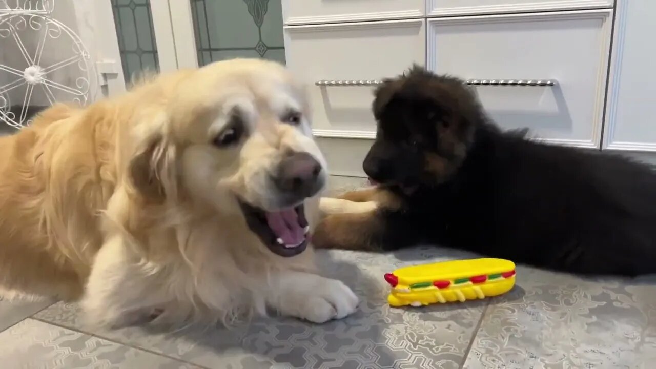 Golden Retriever Attacked by German Shepherd Puppy