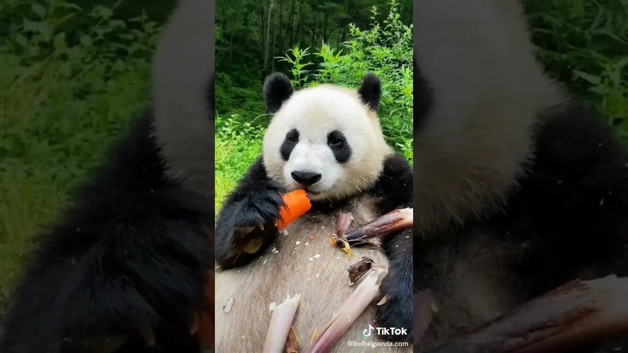 Story of the Panda and the Carrot - Funny animals #shorts Vines Funny Videos