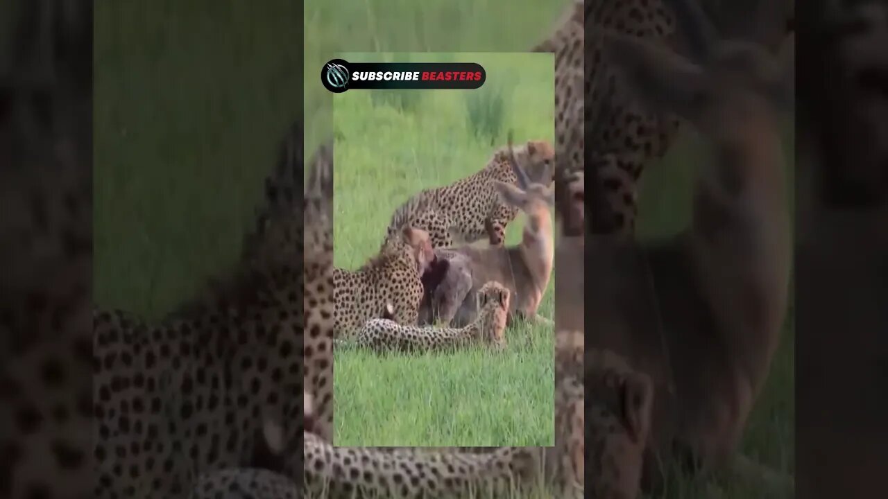 Three Cheetah Eating Alive Impala