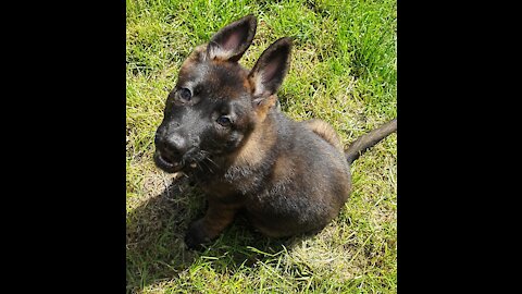 Adorable Puppy Plays With His Crazy German Shepherd Mama Dog