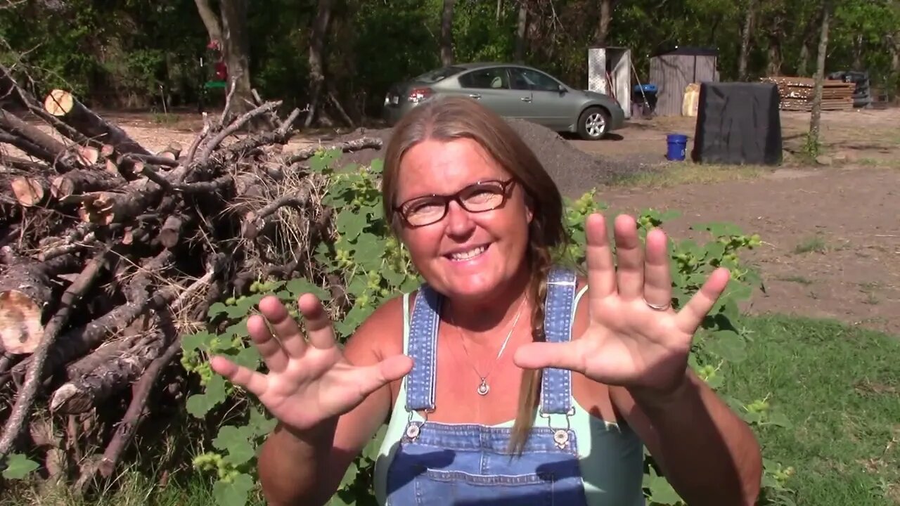 Our property #166 Burs bushes and other mysterous plants