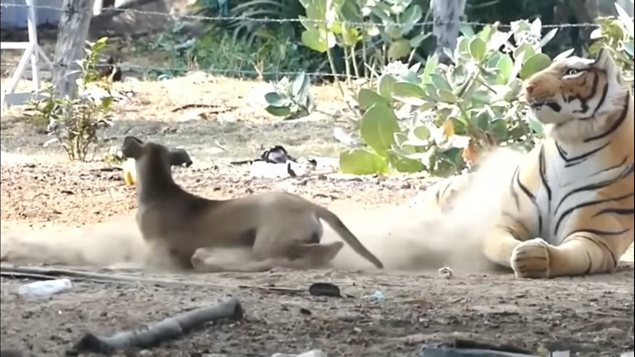 Prank To Dog With Fake Lion/Tiger