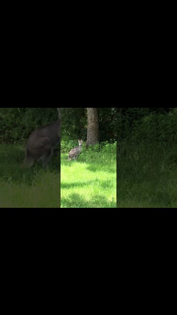 Wallabies with Babies in Pouches