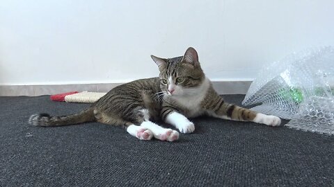 Cat Claw Gets Stuck in the Carpet