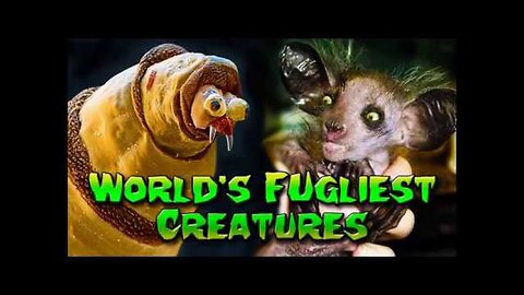 World s Ugliest Animals, Ever!