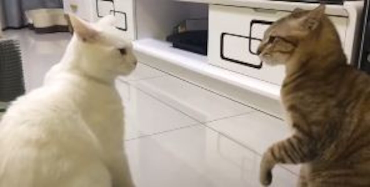 when cats are better at talking than hooman 😸