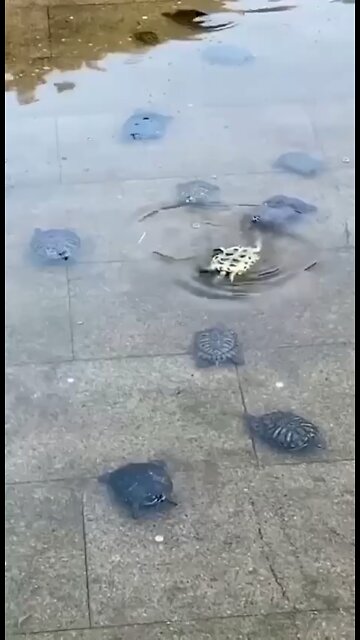 United we are strong