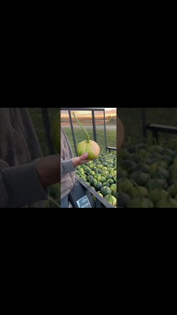 Our first Killing Frost Is Here! Time To Get The Pumpkins. #shorts #iowa #garden