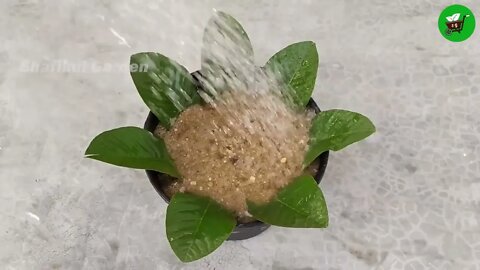 How to grow guava trees from guava leaves