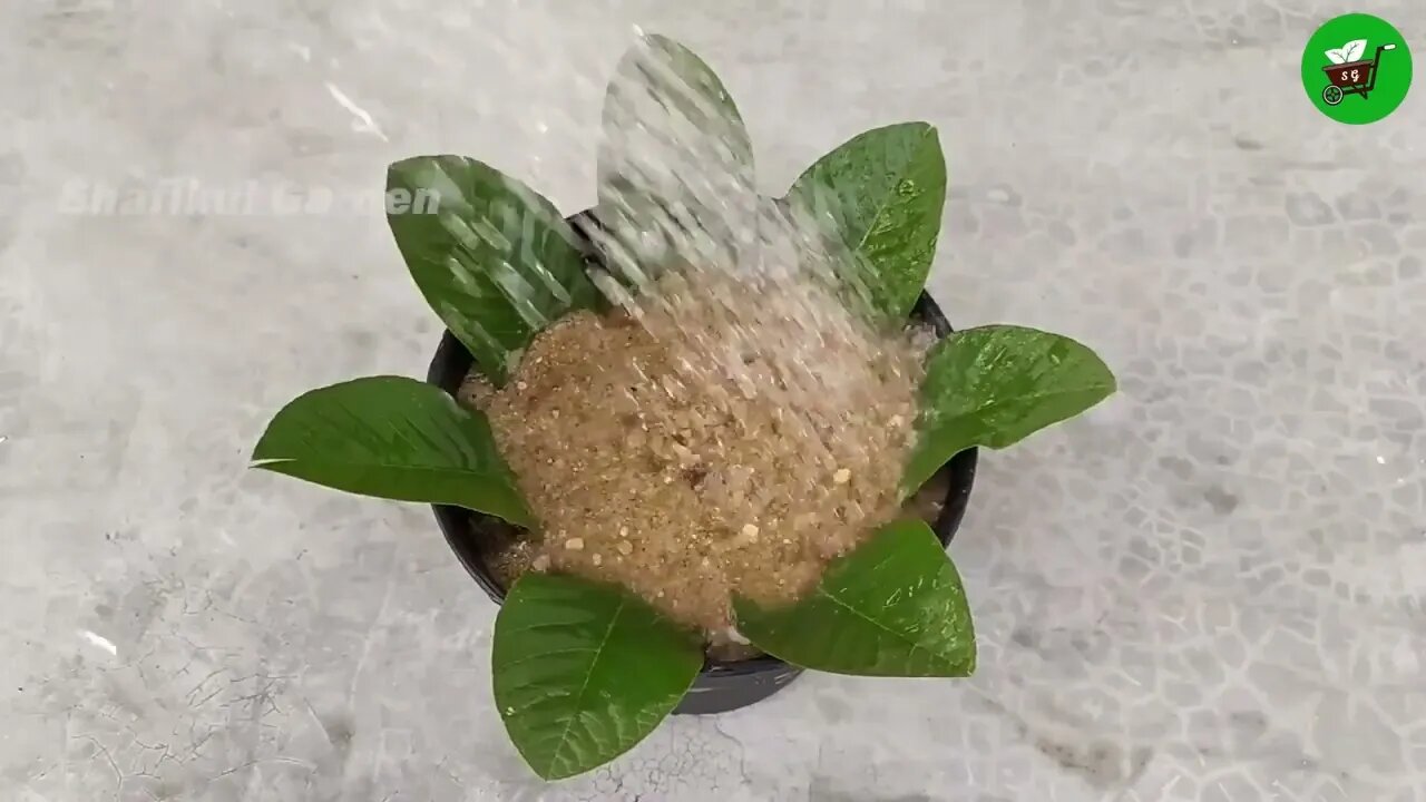 How to grow guava trees from guava leaves