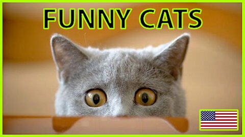 Funny and Cute Cat's Life