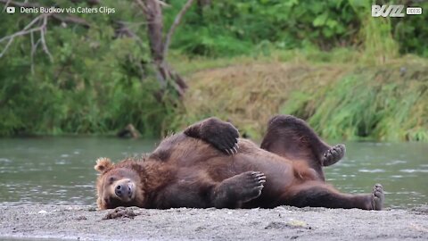 Urso prefere observar peixes em vez de os caçar!