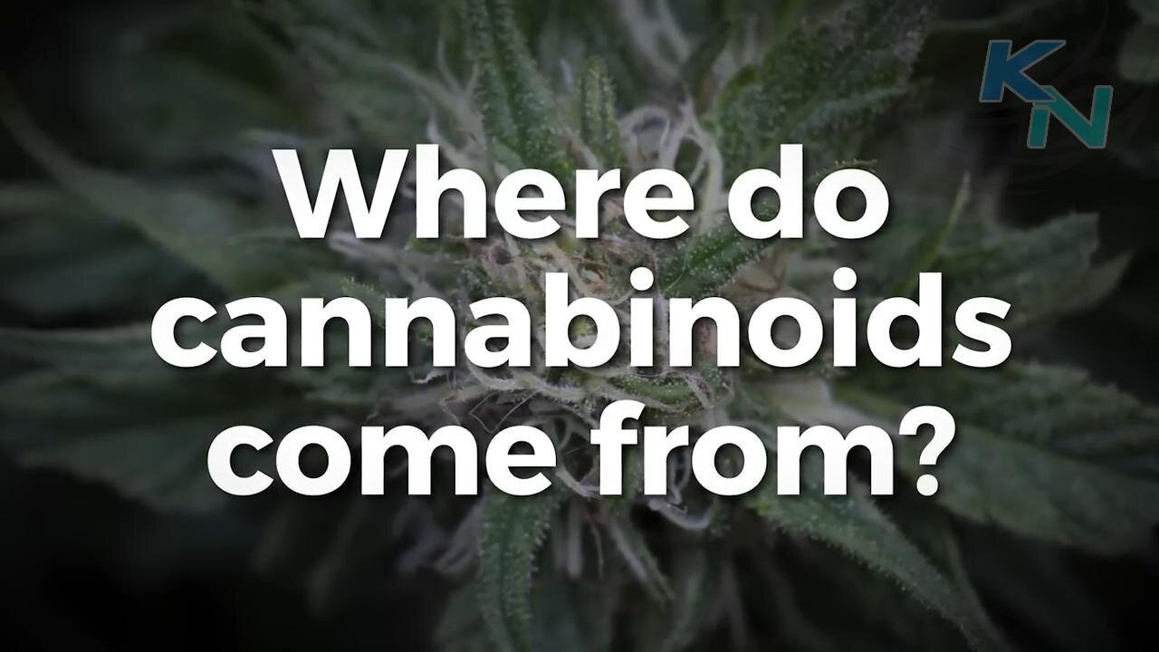 Learn CBD - Where Do Cannabinoids Come From?