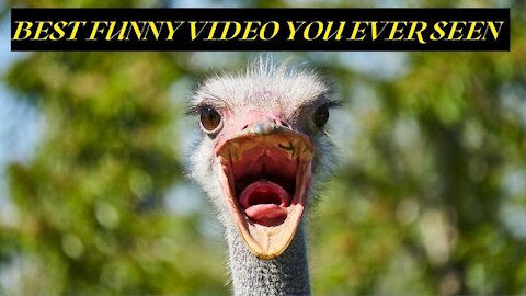 BEST FUNNY MOTIVATIONAL VIDEO - BEST FUNNY VIDEO YOU EVER SEEN