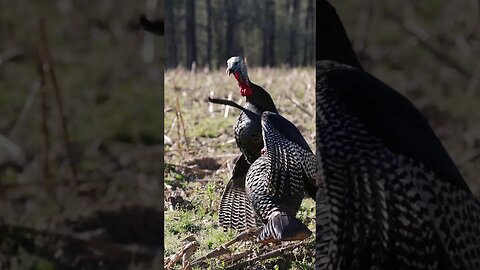 Incredible Turkey Hunt #turkeyhunting #springturkeyhunting #shorts