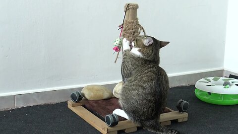 Cat Fights the Scratching Pole