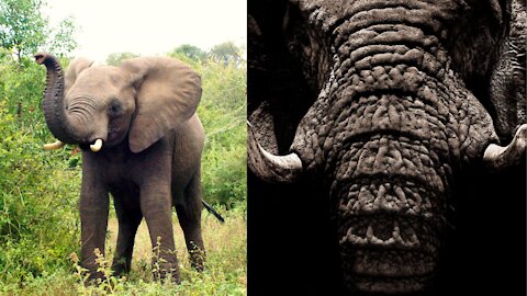 Rare Footage of An Elephant Dancing on a ledge