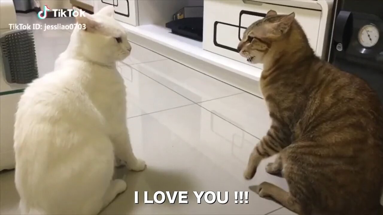 Cat Talking | Cat Funny Moment