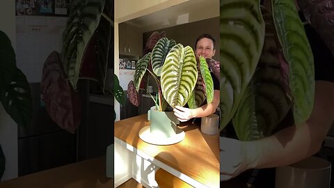 Alocasia cuprea - check out the full Plant Spotlight on my channel for tips & tricks :)