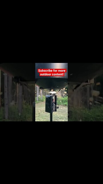 Feeding the Deer! #CORN