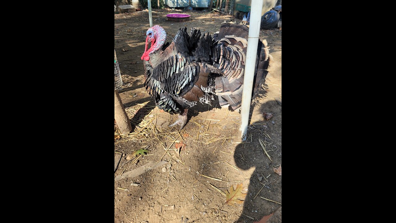 🐖 Pig's and Chickens 🐔 🤣 eating together ❤️