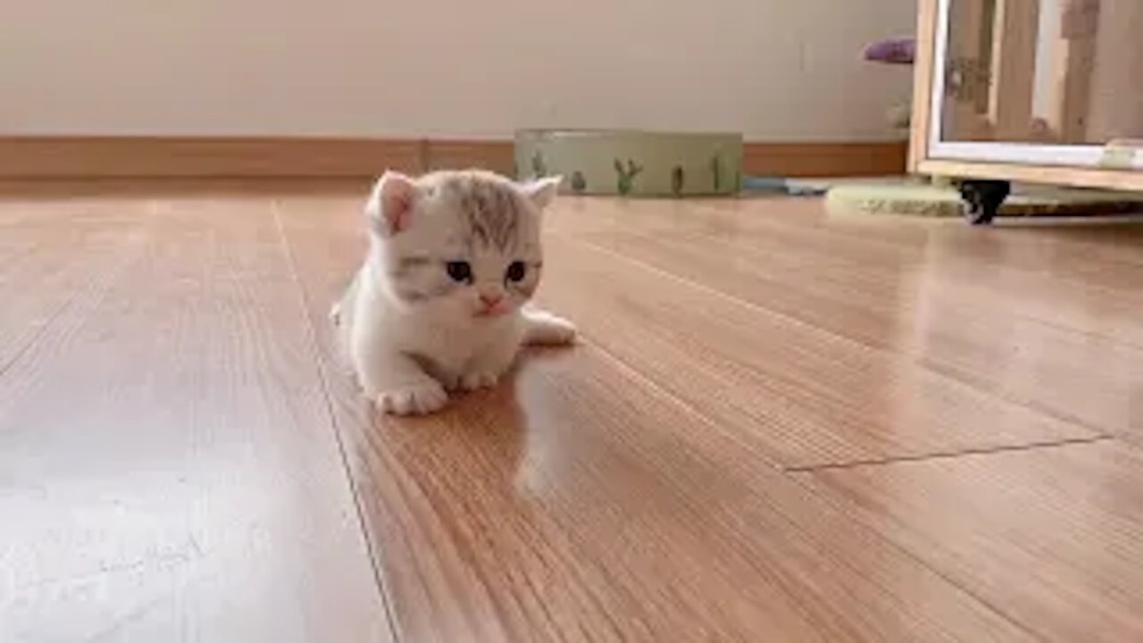 The little Kittens start walking