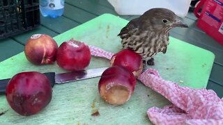 Figbird Sylvia Helps Sort Fruit For Mandi's Bats - Behind The Scenes Working In A Bat Aviary