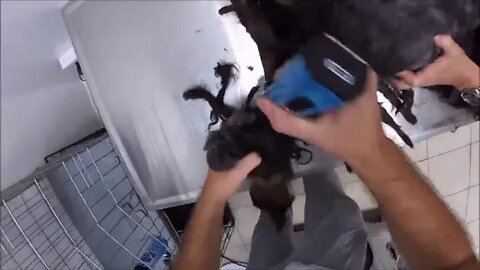 Grooming an extremely matted cat
