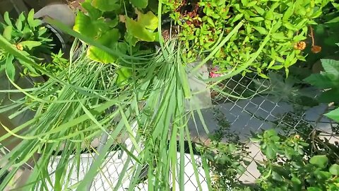 Home Garden in CA USA 2