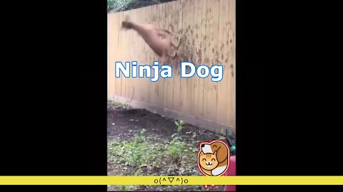 Ninja Dog