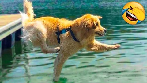 Best Funniest animals Videos 2022 🤣 - Funny Dogs