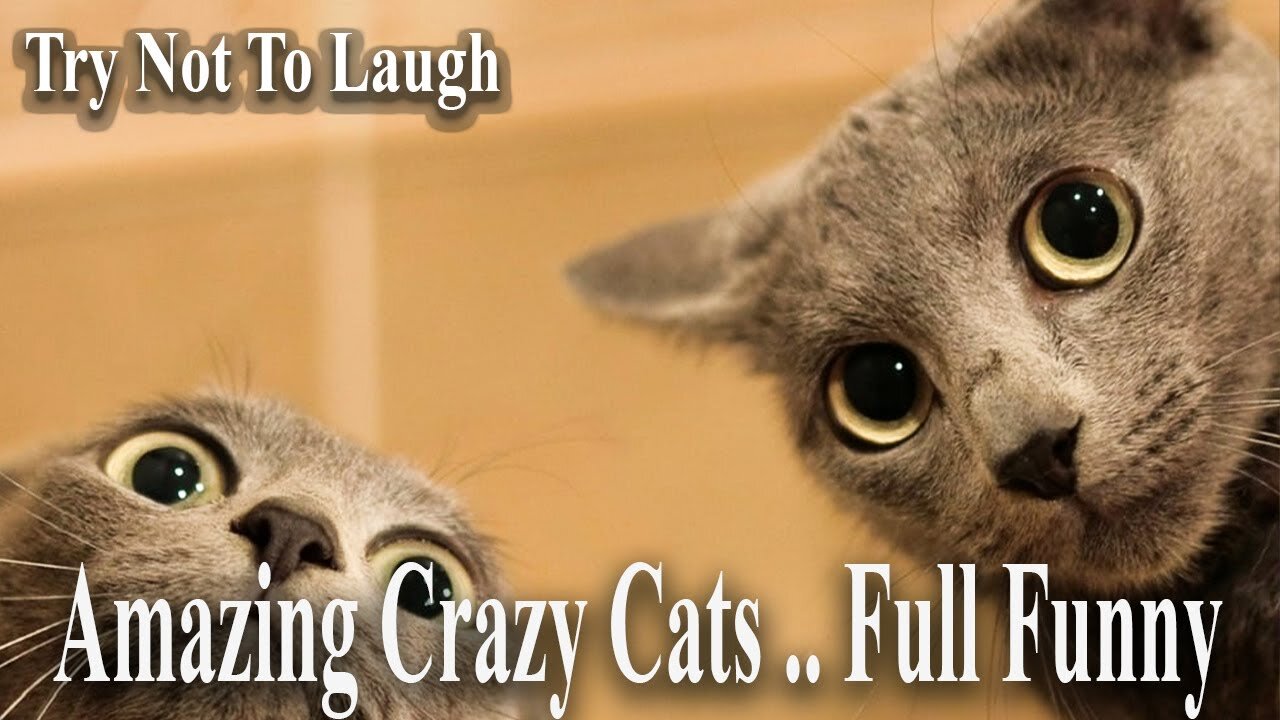 LOL, Try Not To Laugh Cat Videos Best Crazy Cats video 🤣🐕