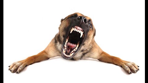 Learn Tips On How to Make Your Dog Super Aggressive