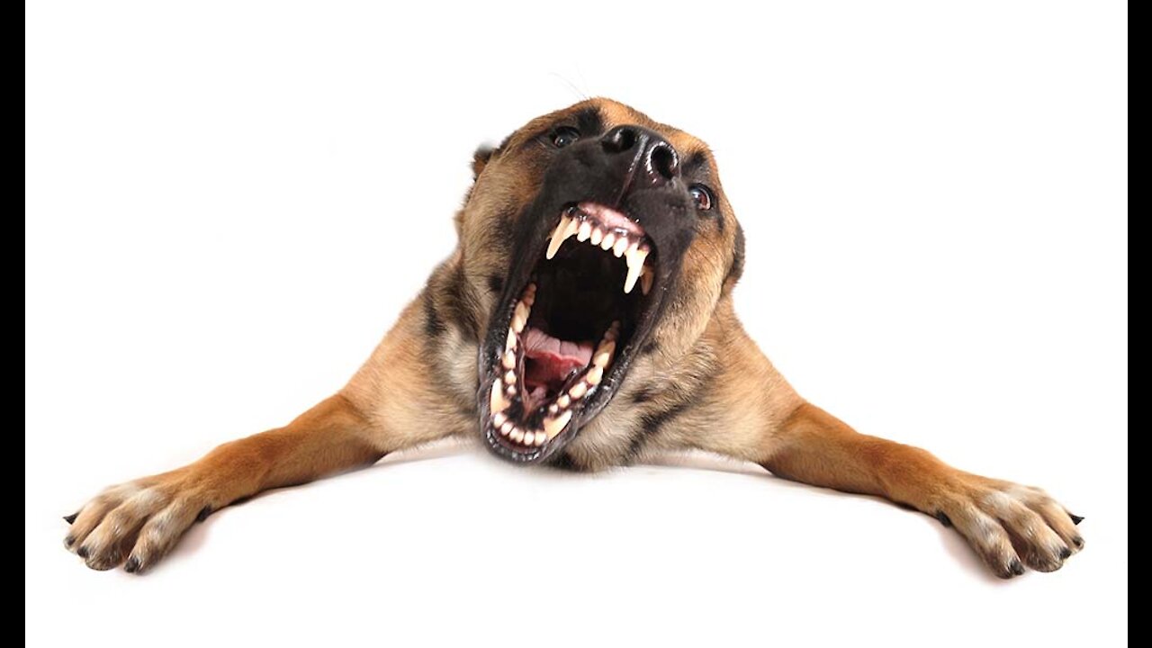 Learn Tips On How to Make Your Dog Super Aggressive