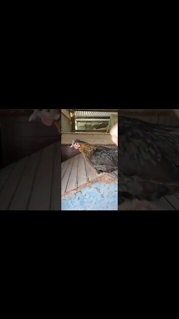 Hen out of her pen having a break from her babies