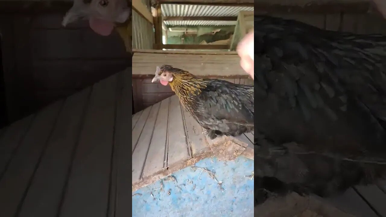 Hen out of her pen having a break from her babies