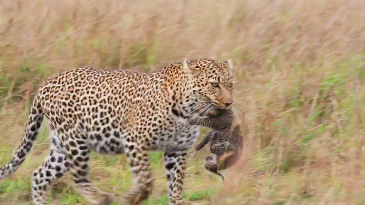 Tender Moments: A Mother Leopard Moves Her Cub