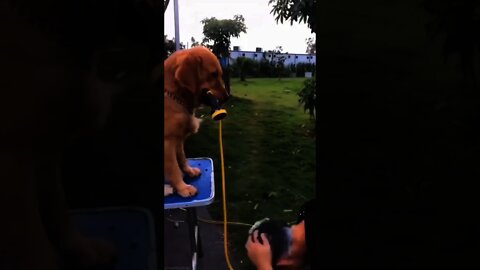 Funny golden retriever 😃||#shorts