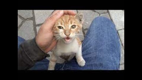 Little Cute Kitten climbing on my lap and posing for the camera.