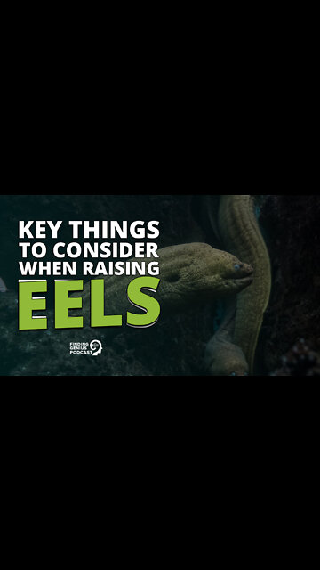 Key Things To Consider When Raising Eels #shorts
