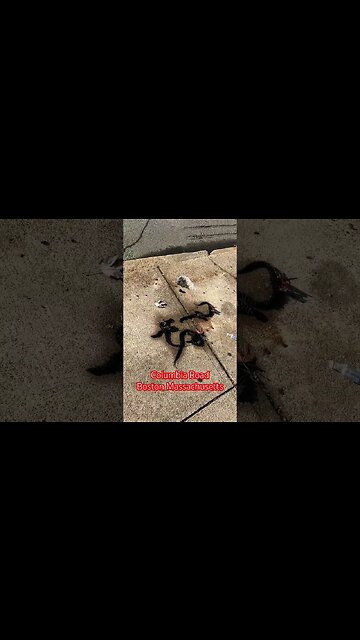 Someone lost their braid extensions in the ghetto skit #blackyoutube #skits #comedy#beauty#braids#