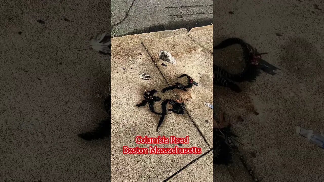 Someone lost their braid extensions in the ghetto skit #blackyoutube #skits #comedy#beauty#braids#