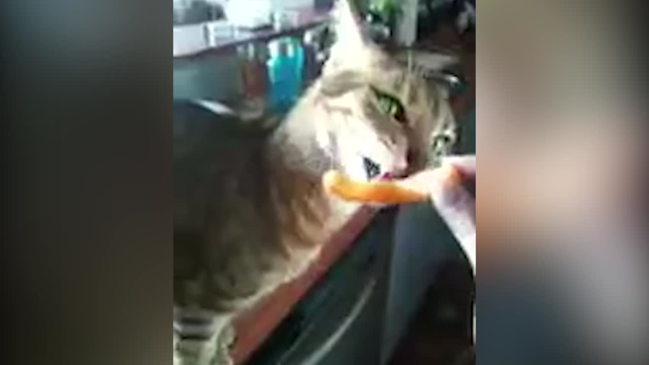 Cheeto Cat Makes the Weirdest Noises