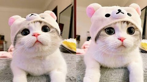 Beautiful cat