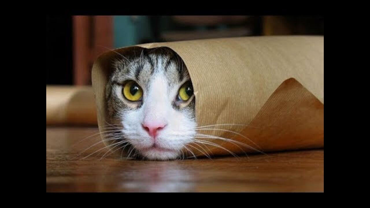 Top Funny - Cats Most funny Videos - Funniest Animal Video Compilation || AnimalToons #crazycat