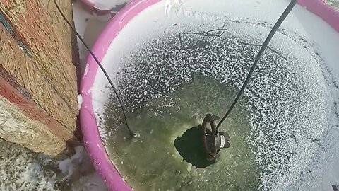 Ducks enjoying -3° weather