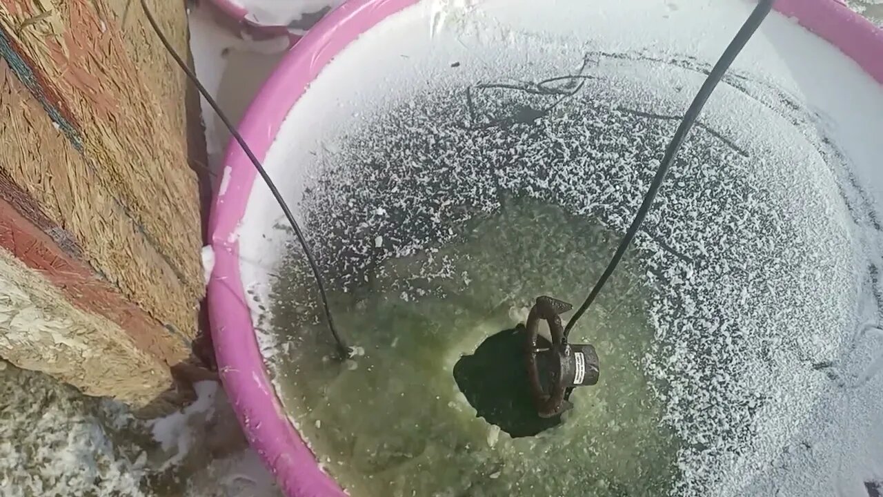 Ducks enjoying -3° weather