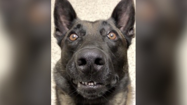 FUNNY! Staring contest with Jester the Police K9 - ABC15 Digital