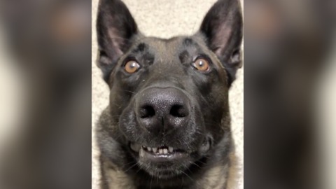 FUNNY! Staring contest with Jester the Police K9 - ABC15 Digital